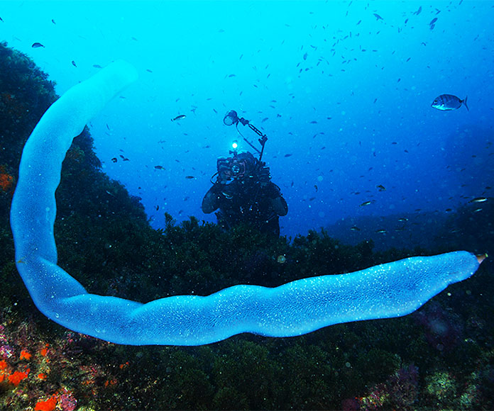 ¿Qué son los pirosomas y por qué emiten ese brillo bajo el mar?