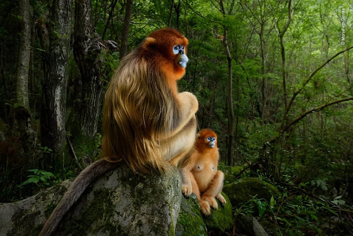 Monos descansando en la selva