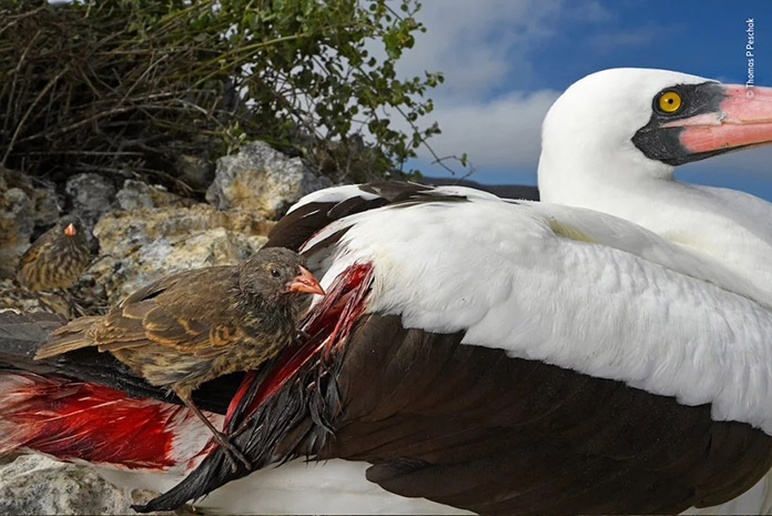 Aves en compañia