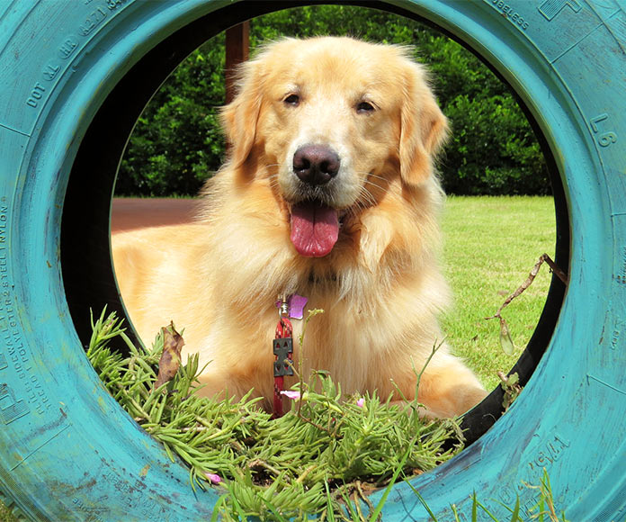 Reciclaje funcional: Neumáticos viejos convertidos en camas para animales