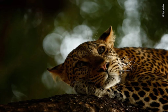 Leopardo descansando en rama