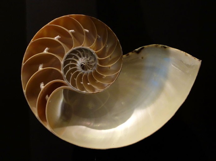 Sucesión de Fibonacci. Concha de nautilus. Exposición en el Museo Fernbank de Historia Natural, Atlanta, Georgia, EE. UU.