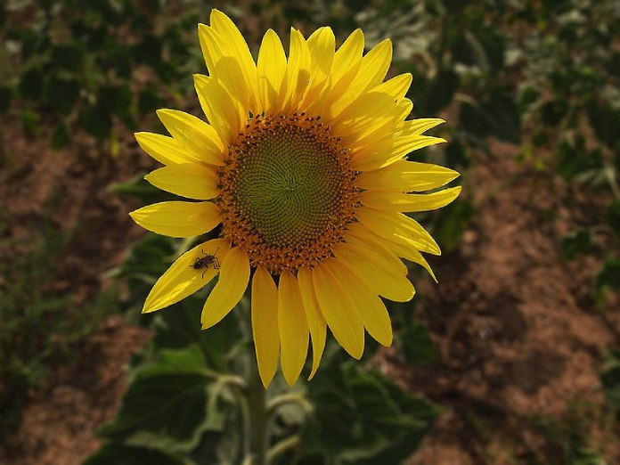 Sucesión de Fibonacci. Flor de girasol. El nombre científico, Helianthus, significa «flor que gira con el sol».