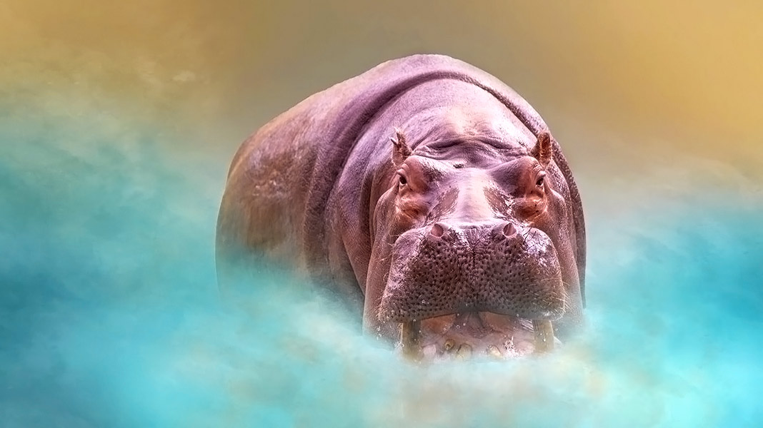 ▷ Sudor de Hipopótamo » Verdades y Mentiras ⌠2020⌡