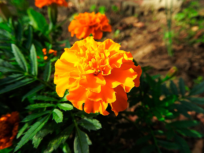 Tagetes