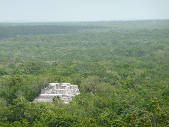 Templos mayas. Calakmul. Vista aérea. 