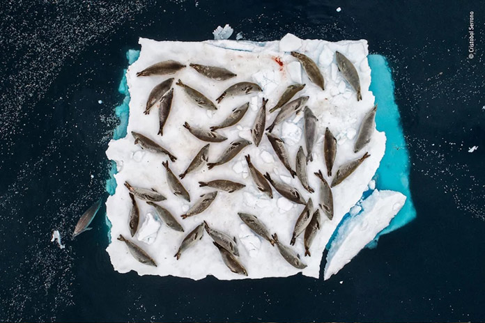 Peces descansando en hielo