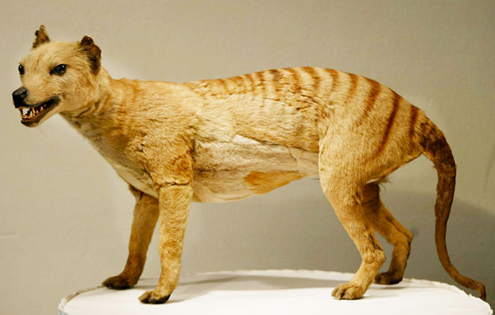 Animales De La Prehistoria Extintos Y Vivos Cinco Noticias