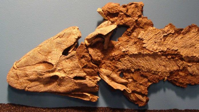 Tiktaalik