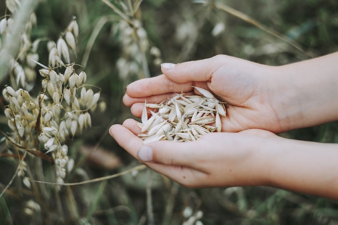 Tipos-De-Micronutrientes-Avena