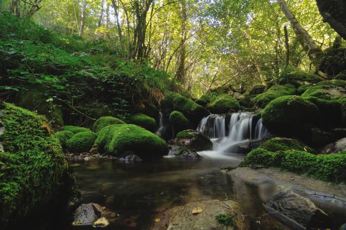 Tipos de biomas: Bosque caducifolio de Muniellos