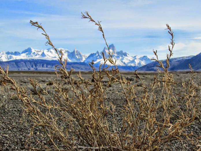 Tipos de biomas: Estepa de la Patagonia Argentina