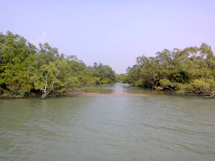 Tipos de biomas: Manglar de Sundarbans