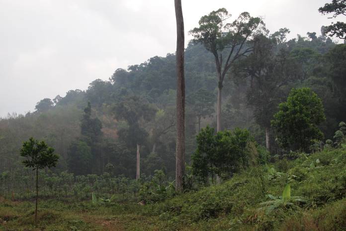 Tipos de biomas: Selva tropical de Tailandia