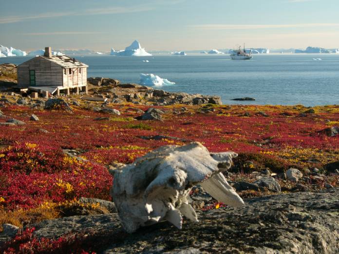 Tipos de biomas: Tundra del Ártico 