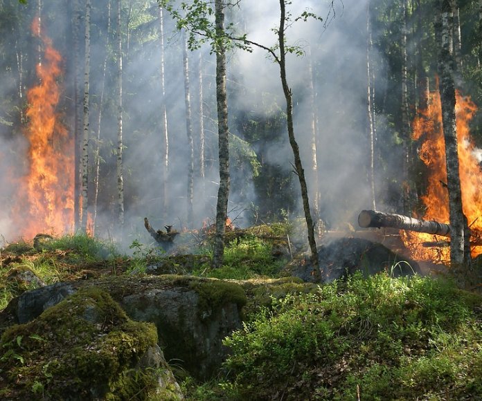 Tras los incendios en Galicia, cientos de voluntarios unen fuerzas para el rescate de animales