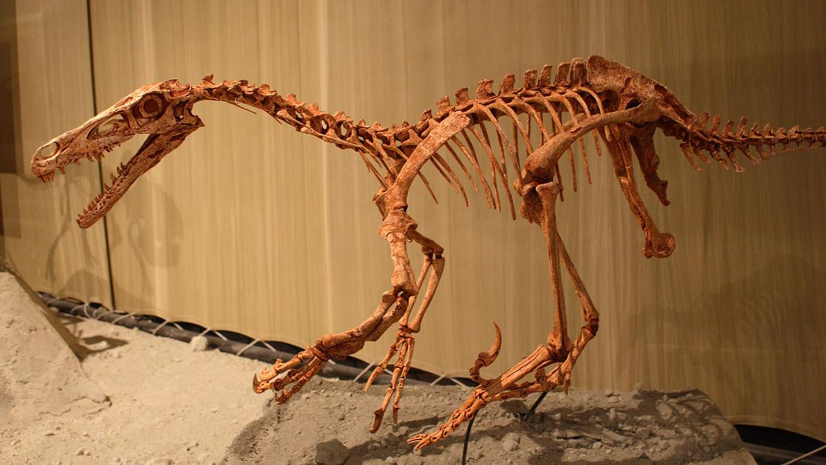 Unos científicos descubren las huellas de un velociraptor de cinco metros de largo en China
