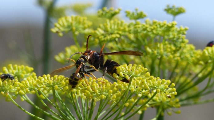 Avispa asiática