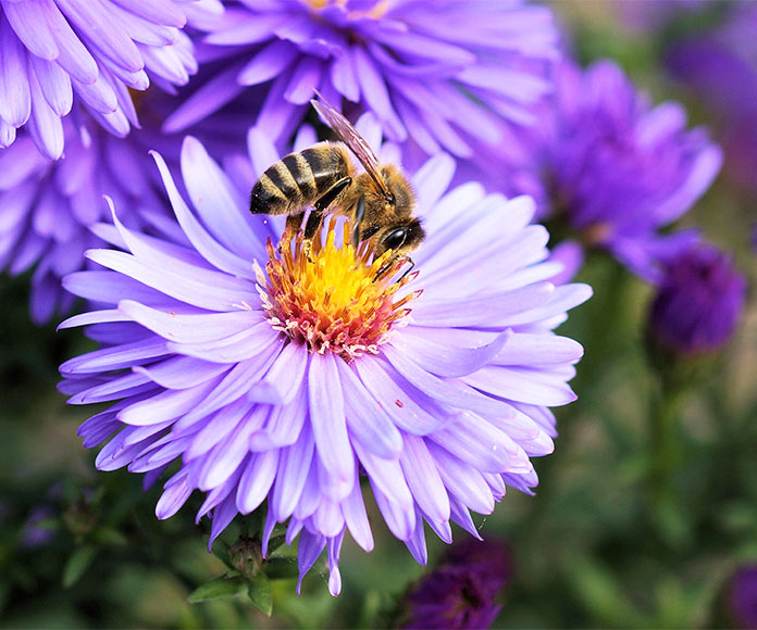 Abeja melífera en una flor voileta y naranja