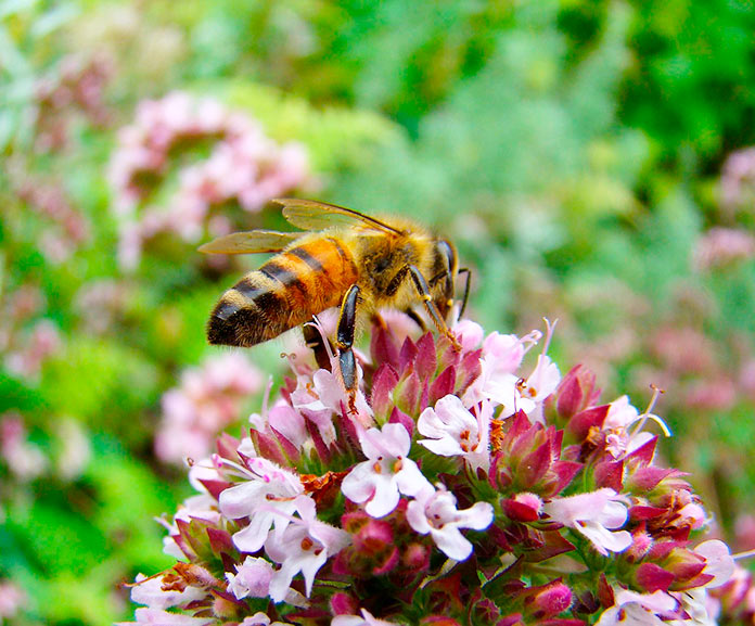 El tomillo atrae a las abejas