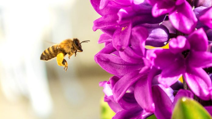 ¿Por qué las abejas se están beneficiando del Covid-19?