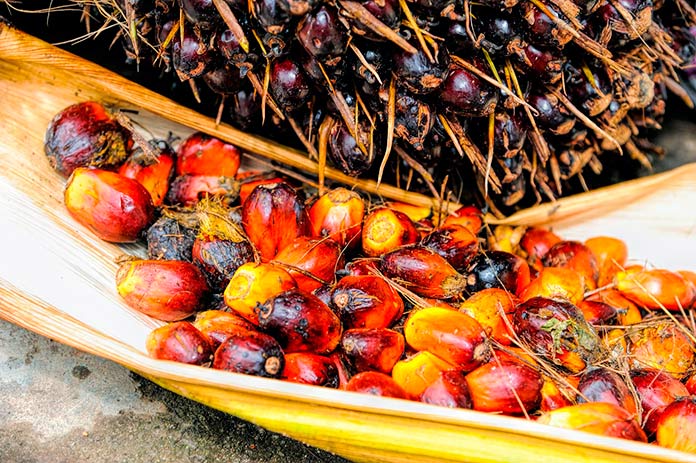 aceite de palma sostenible