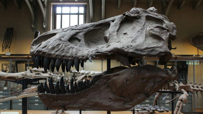 Fósil de Tiranosaurio Rex