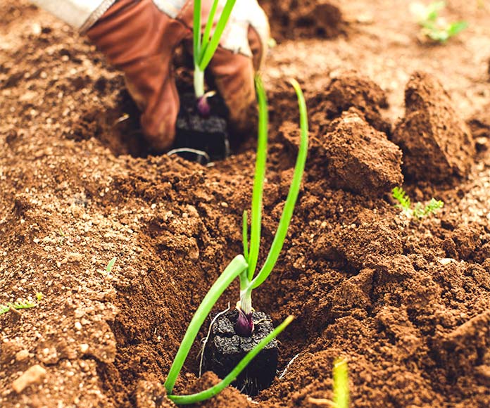Detalle de una mano plantando verdura en la tierra