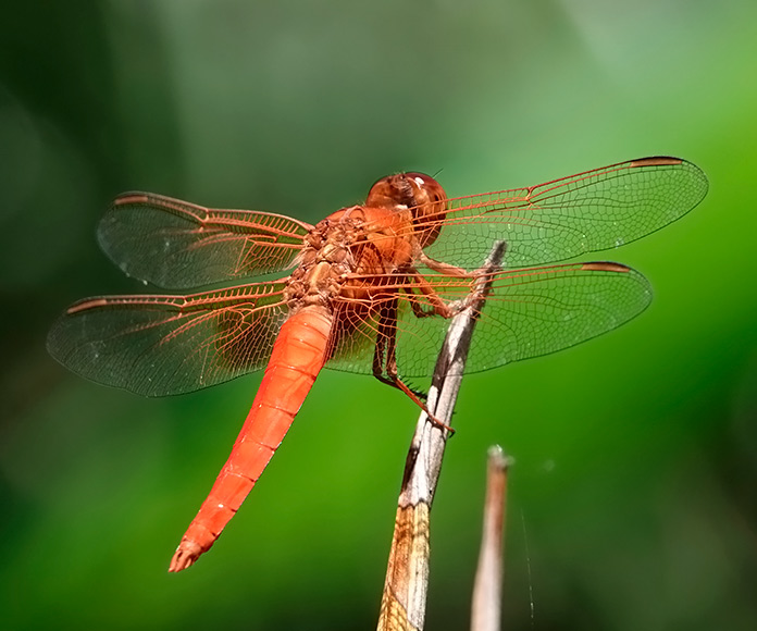 libélula macho con las alas extendidas