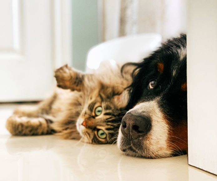 Perro y gato juntos en un hogar.