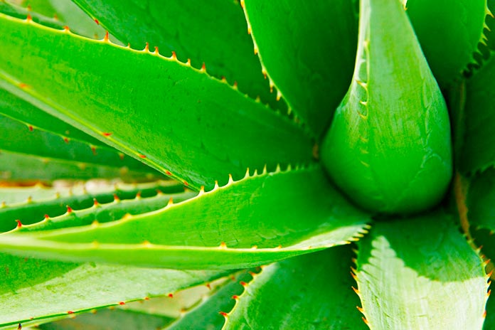 Incienso de aloe vera