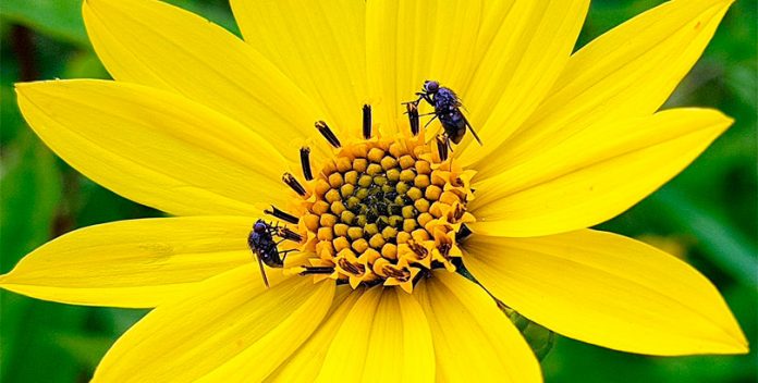 Los alérgicos al polen tendrán una primavera intensa.