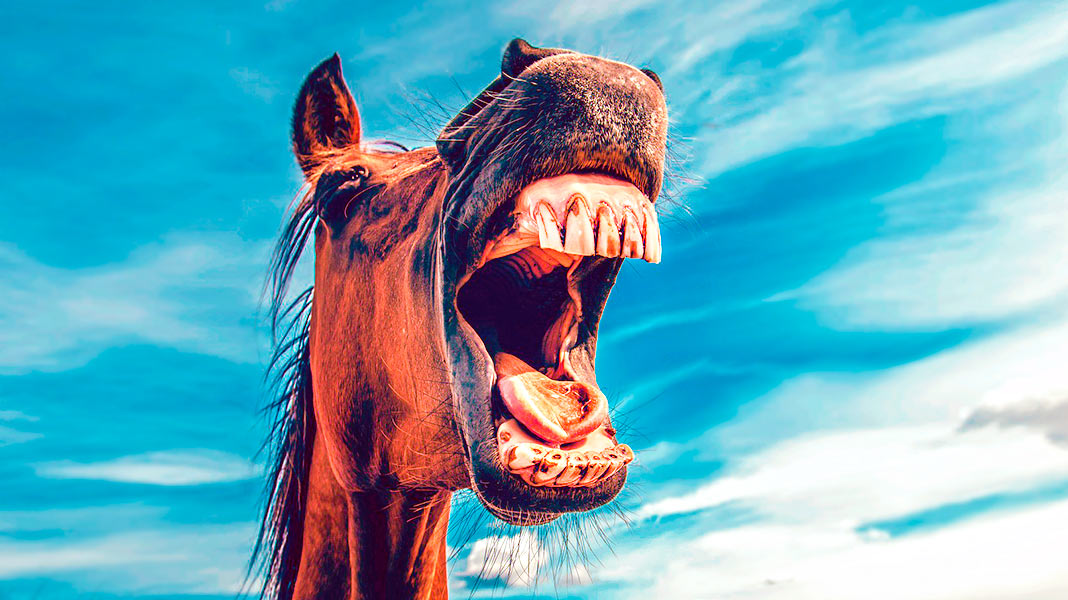 3 animales que han logrado cosas que tú jamás conseguirás
