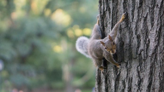 Animales con capacidades extraordinarias, ardilla