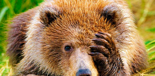 35 animales extintos y 30 especies a punto de extinguirse