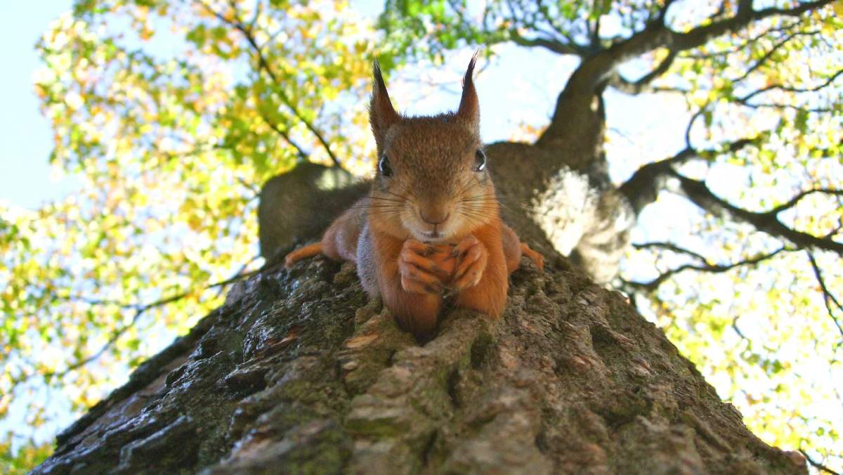 Animales que han cambiado la historia: su impacto en la expansión humana, la guerra y su papel como símbolos de esperanza