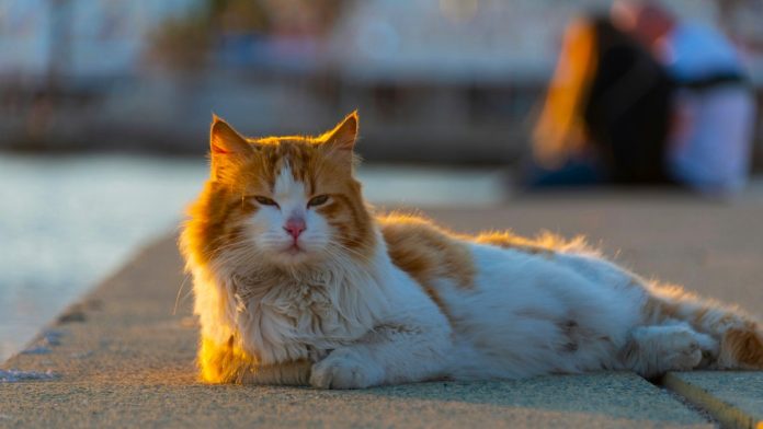 Aoshima, isla de los gatos, gatos...