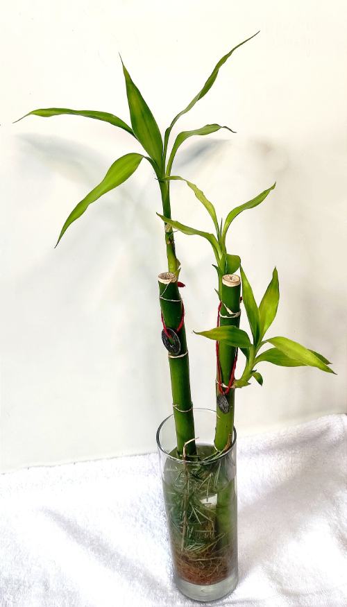 Planta de la suerte: Bambú.
