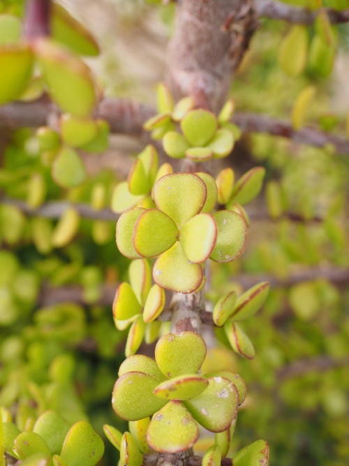 Árbol de la abundancia.