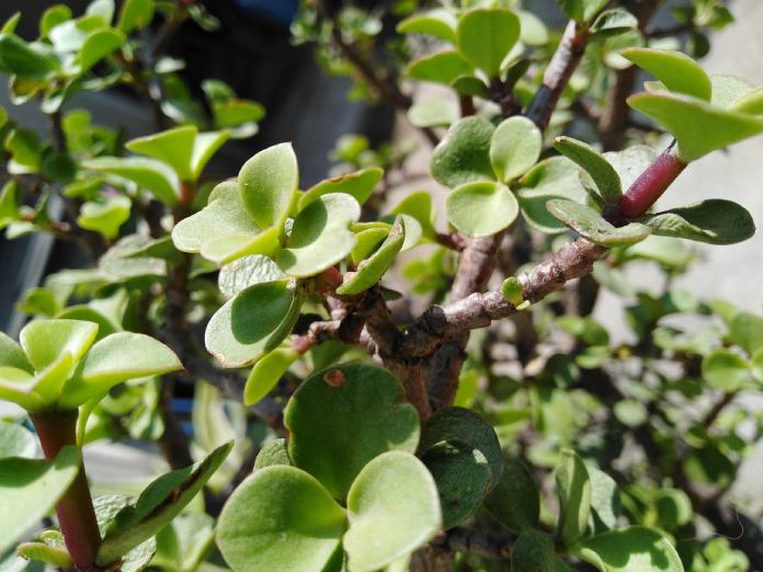 Planta de la abundancia.