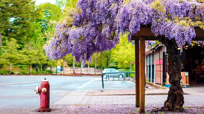 Los 22 árboles coloridos más bonitos del mundo | Cinco Noticias