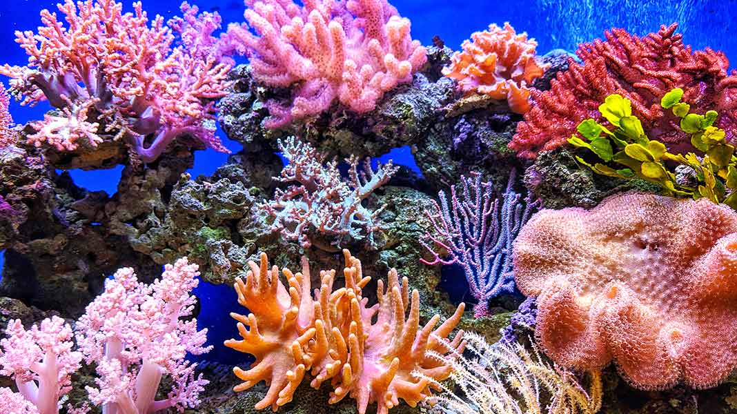 Los impresionantes arrecifes de coral que resisten al cambio climático