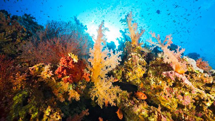 Los impresionantes arrecifes de coral que resisten al cambio climático.
