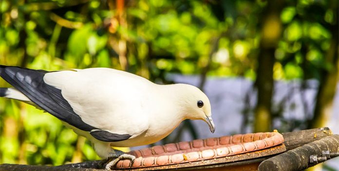 La salud de las aves urbanas es peor que las del campo.