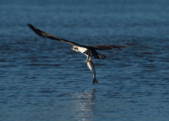 Aves migratorias: Águila pescadora.