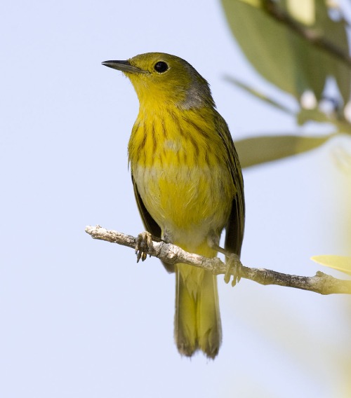 Aves migratorias: Chipe amarillo.