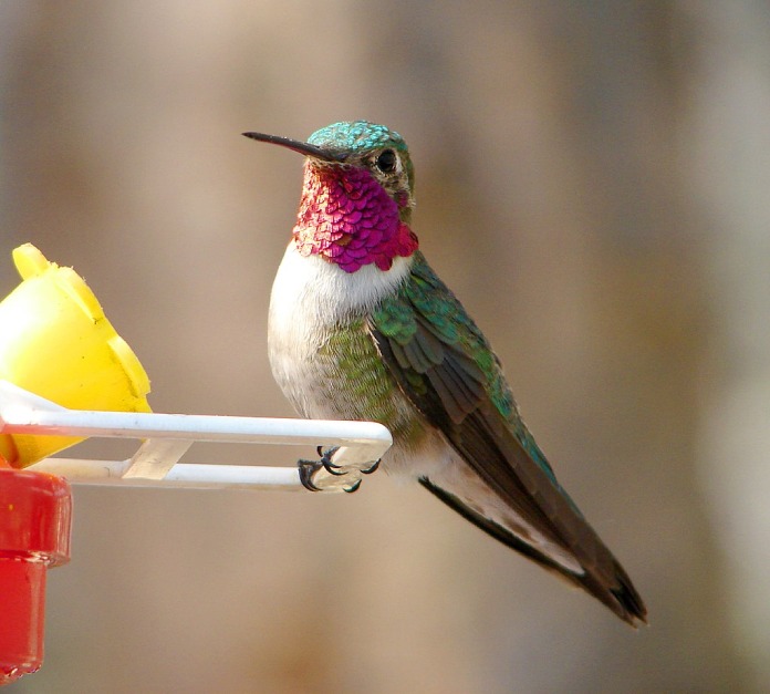 Aves migratorias: Colibríes cola ancha