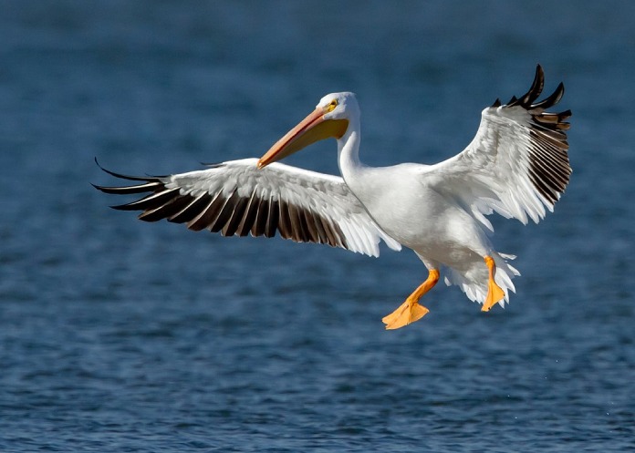 Aves migratorias: Pelícano blanco.