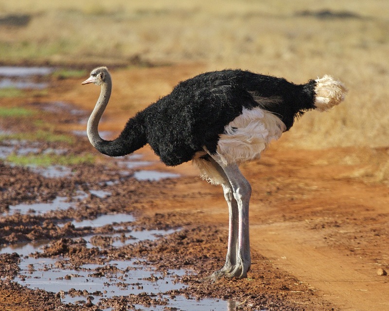 Aves que no vuelan: Avestruz