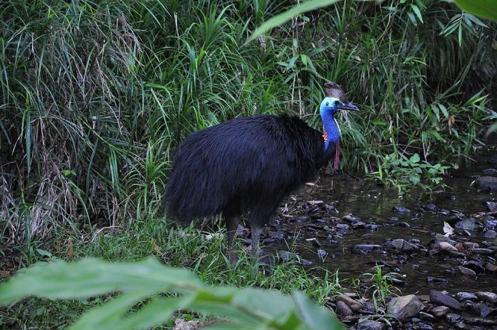 Aves que no vuelan: Casuario